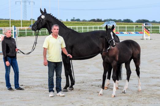 Foto: Auktionsspitze Don Davidoff (Danciano – Don Frederico – Weltpoet) - Fotograf: Tim Heide