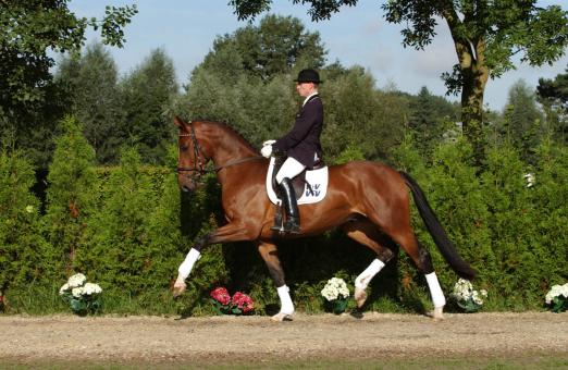 Foto: Louisdor 2005 im Westf. Pferdezentrum