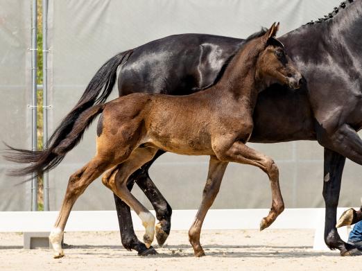 Foto: Erstes Fohlen der vierten Auktion des Verdener Fohlenfrühlings: Starlight BT v. Secret/Millennium - Fotograf: Hannoveraner Verband