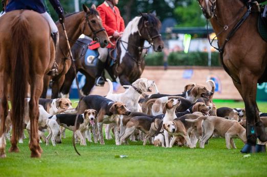 Foto: 104 Pferde, 50 Hunde – keine PferdeNacht ohne Jagdbild - Fotograf: TomsPic.de