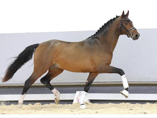 Foto: Beliebtester Youngster mit dressurbetontem Pedigree Bohemian Rhapsody R v. Borsalino/Duke of Oldenburg - Fotograf: Reckimedia