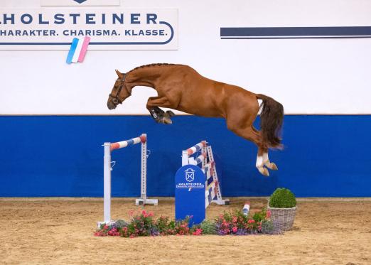 Foto: Mit der Katalognummer 109 kommt Cascano E zur Eliteauktion. Der drei Jahre alte Youngster ist ein Sohn des Cascadello I - Fotograf: Janne Bugtrup