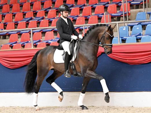 Foto: Kat.- Nr. 109 Fortunato v. Follow Him's Schönweide - Dancier - Sandro Hit - Fotograf: OLD Art Foto: Kat.- Nr. 109 Fortunato v. Follow Him's Schönweide - Dancier - Sandro Hit - Fotograf: OLD Art