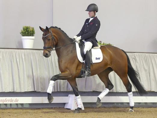 Foto: Beliebtestes Dressurpferd Nr. 10 Anna von Schlotterstein v. Apollon/Fürst Grandios- Fotograf: Reckimedia