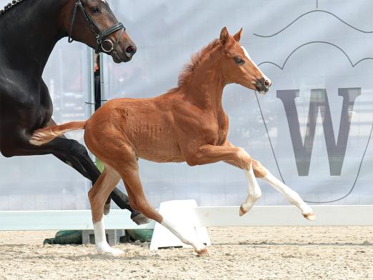 Foto: Nr. 10 Be my Love v. Benicio - Zoom - Fotograf: Reckimedia