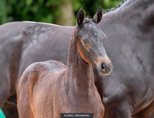 Foto: #11 Global Dreamgirl Stutfohlen v. Global Player-Stedinger - Fotograf: Kiki Beelitz