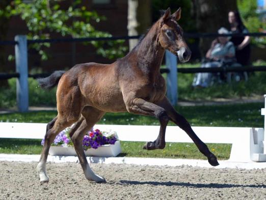 Foto: Fohlen von Grey Top - Stargate 