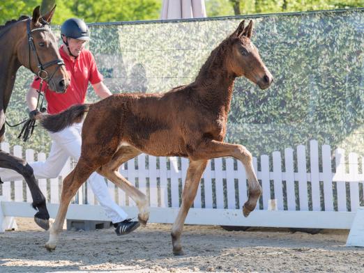 Foto: Beliebteste Offerte der Auktionskollektion: Nr. 12 Elüde W v. Escamillo - Fotograf: Reckimedia