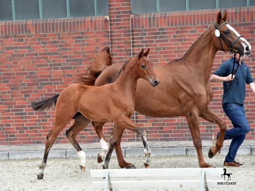 Foto: Hengstfohlen von Stakkato Gold-Couleur Rubin aus der Zucht von Peter Wendeln - Fotograf: Tanja Becker