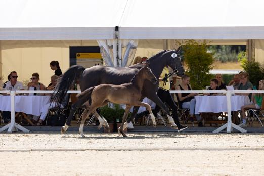 Foto: Mit Kopfnummer 13 wurde Salvatore v. Secret/Don Martillo für 34.000 Euro in die USA verkauft - Fotograf: Hannoveraner Verband