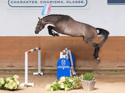 Foto: Aus der Mutter der Katalognummer 139, Udomar v. Uriko-Cassini II, ist bereits ein international bis 1,60 Meter-Springen erfolgreiches Sportpferd hervorgegangen - Fotograf: Janne Bugtrup