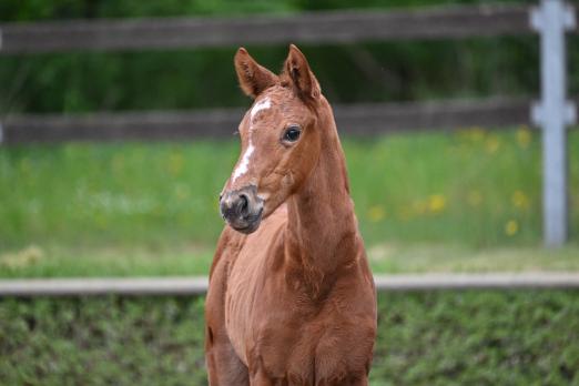 Foto: Stutfohlen von Tangelo van de Zuuthoeve aus einer Mutter von Emerald van het Ruytershof - Fotograf: Björn Schroeder 