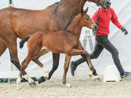 Foto: Teuerstes Fohlen des Abends: Dembe v. Diamantenglanz/Fidertanz - Fotograf: Reckimedia