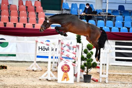 Foto: Der Siegerhengst Springen 2021, Kat.-Nr. 14 von Eldorado van de Zeshoek x Diarado - Fotograf: Björn Schroeder