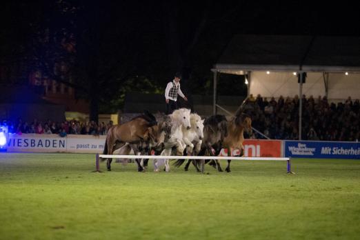 Foto: Die hohe Kunst der Freiheitsdressur - auch 2016 ein Highlight bei der Wiesbadener PferdeNacht - Fotograf: WRFC/ Jacques Toffi