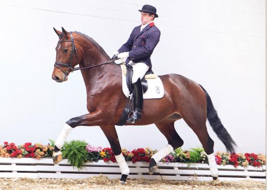 Foto: Bergolio v. Bordeaux-Rosier-Tin Rocco, Kandidat der 3. Oldenburger Sattelkörung, begeistert mit einer fantastischen Bewegungsgüte in der Kollektion der 80. Jubiläums-Elite-Auktion. - Fotograf: Ernst