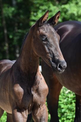 Foto: Millie Margaux v. Monte Carlo TC/Fantastic - Fotograf: Hannoveraner Verband