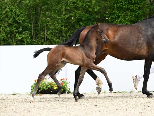Foto: Fair Deal - Vitalis