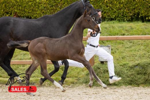 Foto: Fohlen von Kassander van't Roosakker x George Z - Fotograf: HorseSales.Auction