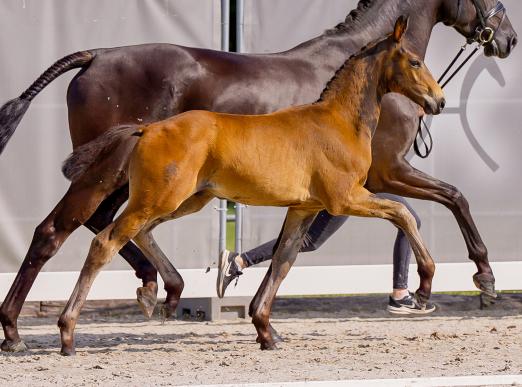 Foto: Ermelo v. Escaneno/San Amour - Fotograf: Hannoveraner Verband