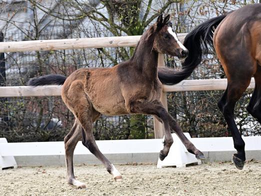 Foto: Kat.-Nr. 18 Airwaves Blue v. Challasco Blue PS - Abke - Grannus - Fotograf: OLD-Art
