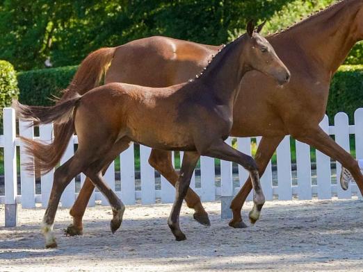 Foto: Mit Fine Tuning zum Spitzenpreis – Franziskus-Sohn wechselt für 15.000 Euro den Besitzer - Fotograf: Guido Recki