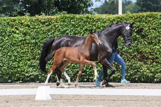 Foto: : Sieger der Oldenburger Nachzuchtbewertung : Kat.Nr. 18 Elite-Hengstfohlen von Verbier-Christ aus der Zucht von Olivia Kioschos - Fotograf: Equitaris