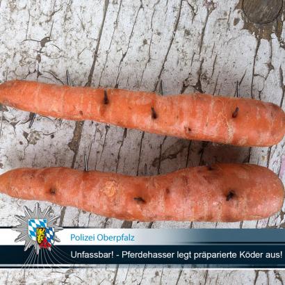 Foto: mit Nägeln durchsetzte Karotten - Fotograf: Polizei Oberpfalz