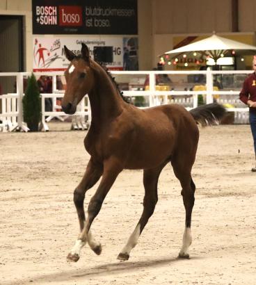 Foto: Der Sohn des Impress-K van’t Kattenheye Z (Züchter: ZG Keitel/Eder; Aussteller: Jürgen Laue und Hartmut Keitel) war eine echte Ausnahme-Offerte und wurde mit 13.500 Euro das bestbezahlte Fohlen der Auktionskollektion - Fotograf: Nele Hörster Foto: Der Sohn des Impress-K van’t Kattenheye Z (Züchter: ZG Keitel/Eder; Aussteller: Jürgen Laue und Hartmut Keitel) war eine echte Ausnahme-Offerte und wurde mit 13.500 Euro das bestbezahlte Fohlen der Auktionskollektion - Fotograf: Nele Hörster