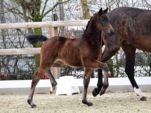 Foto: Kat.-Nr. 1 First Lady v. For Romance - Diamond Hit - Landadel - Fotograf: OLD-Art