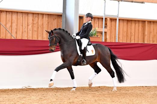 Foto: Katalognummer 1, DSP Alpha Royal v. Antango/Fidertanz - Fotograf: Kiki Beelitz