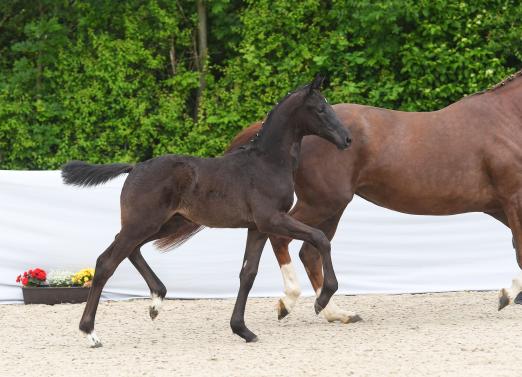 Foto: Cornet de Semilly/Chiron xx-Sohn Chateaubriant aus der Zucht der ZG Frauke und Stephan Voss