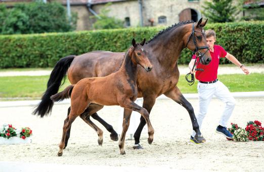 Foto: Hengstfohlen v. Diamant De Semilly/Cornet Obolensky - Fotograf: Guido Recki 