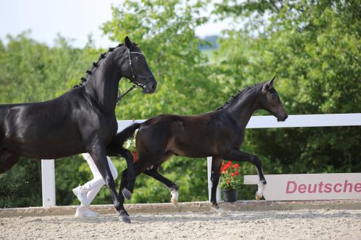 Foto: Lot 1, Der Tänzer von Diamond First/Decurio - Fotograf: Fischer