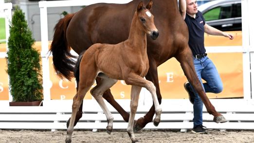 Foto: #1 Euphoria, Stutfohlen v. Escamillo - Vivaldi – Fürst Piccolo - Fotograf: Kiki Beelitz
