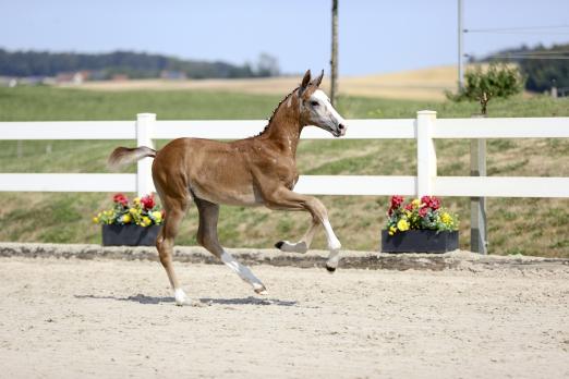Foto: Das Hengstfohlen von Arezzo Man - Chambertin mit der Katalognummer 1 stellt eine besondere Offerte des Springlots dar - Fotograf: Olaf Rutschek