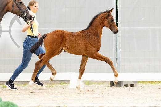 Foto: Bombastic v. Bon Courage/Dancier - Fotograf: Hannoveraner Verband