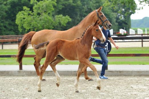 Foto: Katalog-Nummer 16 „Buy a Star“ - Big Star-For Pleasure-Sohn, der aus dem direkten Stamm von For Pleasure stammt - Fotograf: Kiki Beelitz