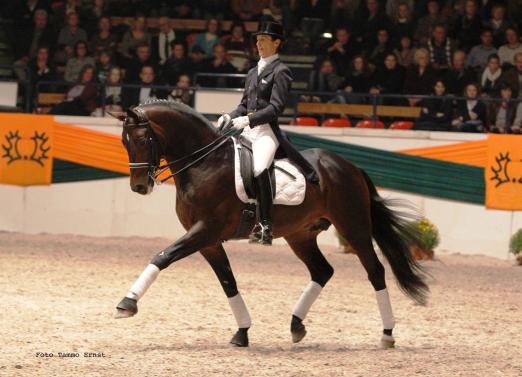 Foto: Trakehner Hengstes Distelzar - Fotograf: Tammo Ernst