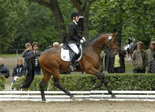 Foto: Trakehner Champion 2011, Herbstkönig mit Elisabeth Wiltawsky - Fotograf: Stefan Lafrentz 