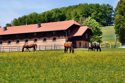 Foto: Warmblutstuten auf der Frühlingsweide in Marbach - Fotograf: Kurz