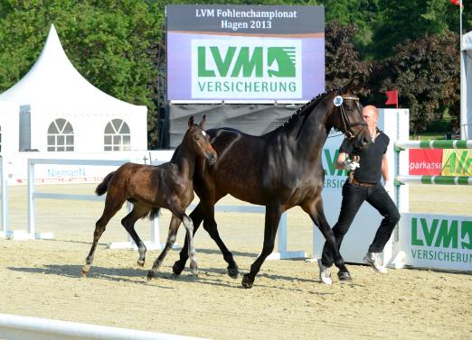 Foto: des Siegerhengstfohlen in der Qualifikation zum LVM Fohlenchampionat mit seiner Mutter Sweet Romance - Fotograf: Marc Große-Feldhaus 
