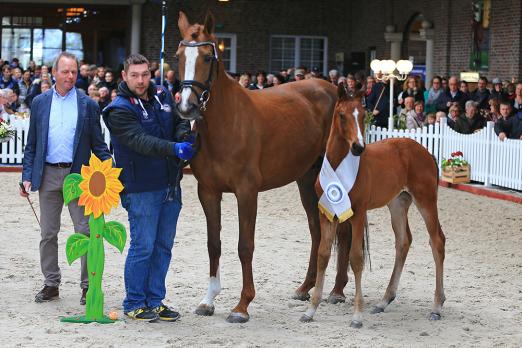 Foto: Fohlenchampion springbetont 2017 von Ogano