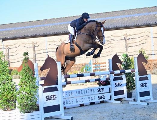 Foto: Kat.-Nr. 1 James Bond of the SLF Horse Auction, ridden horses, ending 13 April - Fotograf: SLF Horse Auctions