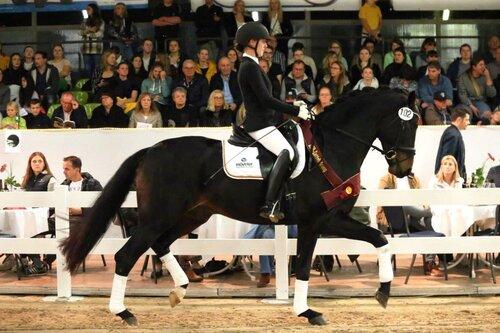 Foto: Preisspitze Omega *2019 Hengst v. Springbank II - Krack C - Fotograf: Doris Matthaes 