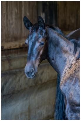 Foto: Hengstfohlen, Sieger des Trakehner Championats in Marbach - Fotograf: Stefan Mahler