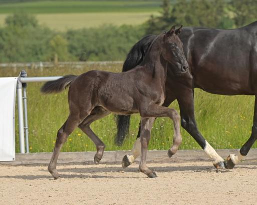 Foto: Hengstfohlen KN 8 Great Gatsby v. Glamourdale x San Amour I - Fotograf: Bernd Neff)
