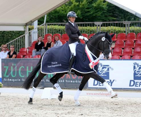 Foto: Überragender Westfalen-Champion der dreijährigen Reitpferdehengste Soxx - Fotograf: Thomas Hartwig