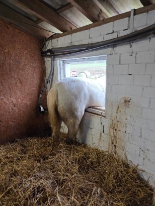 Foto: Beim Eintreffen der Feuerwehr standen nur noch die Hinterbeine des Pferdes in der Box. - Fotograf: Feuerwehr Datteln