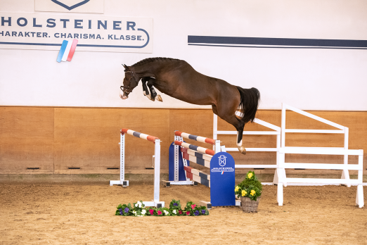 Foto: 21 Dreijährige beinhaltet das Lot der 35. Holsteiner Frühjahrsauktion, so auch den Million Dollar-Cayado-Sohn Mercier mit der Katalognummer 13 - Fotograf: Janne Bugtrup